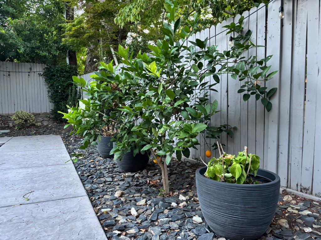 Backyard landscaping