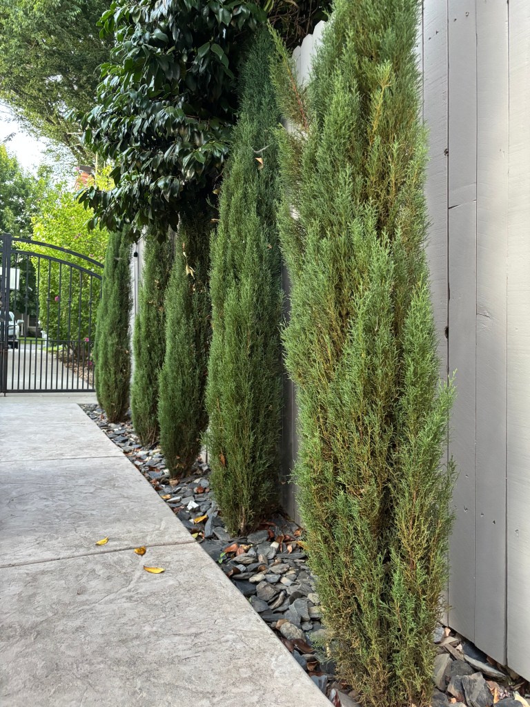 Backyard Landscaping